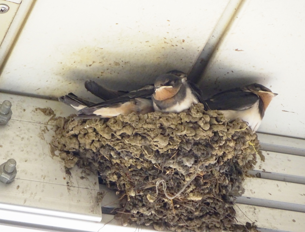 Swallows