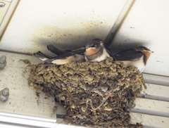 Swallows