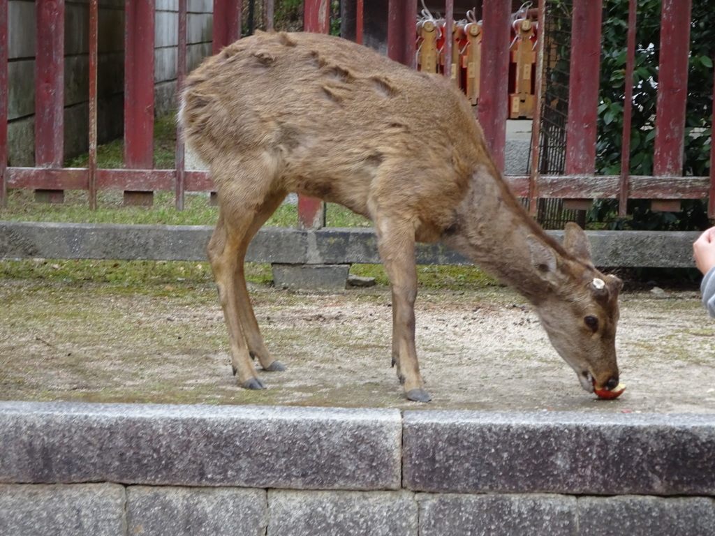 宮島の鹿