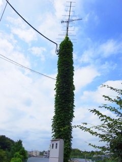 共同アンテナ？