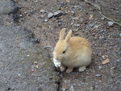 道端のちび①