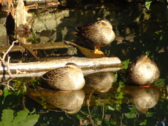 井の頭公園