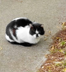 嶺公園のネコ