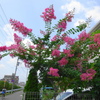 百日紅