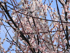 春近し