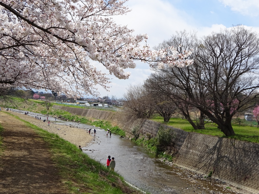 川辺の桜