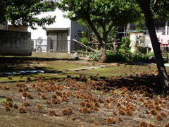 小さな栗畑