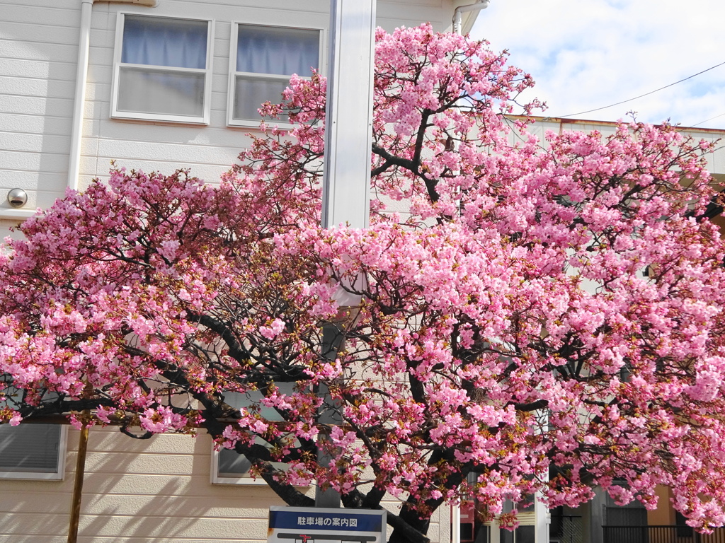 河津桜