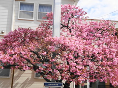 河津桜