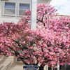 河津桜
