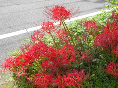 彼岸花