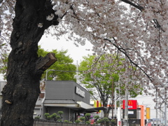 マックと桜