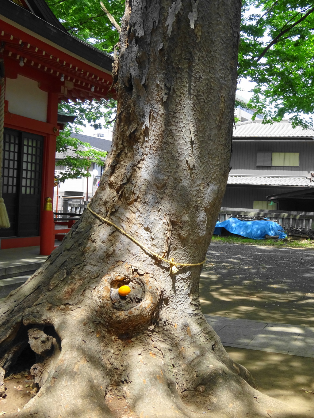 神社のケヤキ