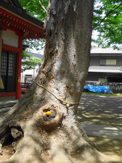 神社のケヤキ