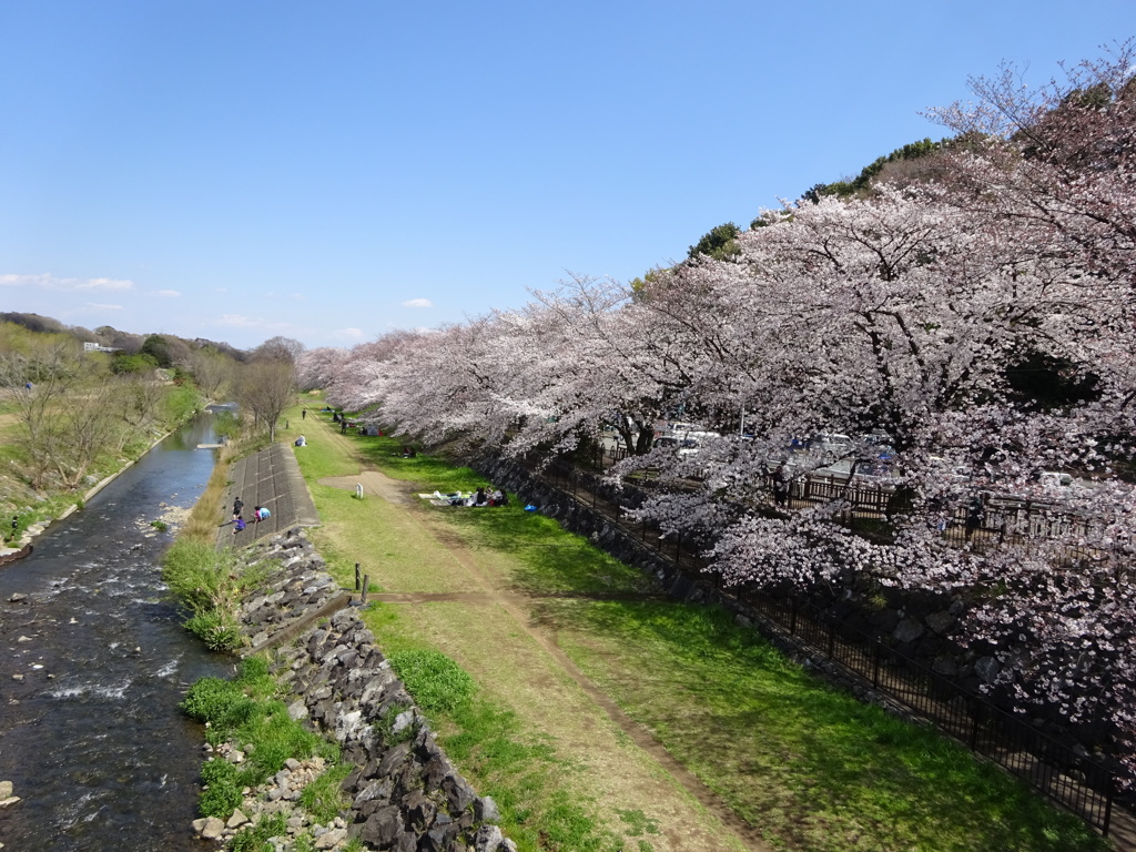 川辺の桜