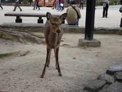 宮島の鹿