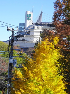 東京競馬場