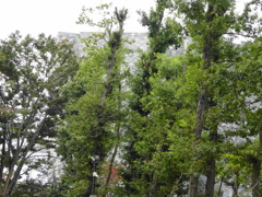 武蔵野樹林パーク