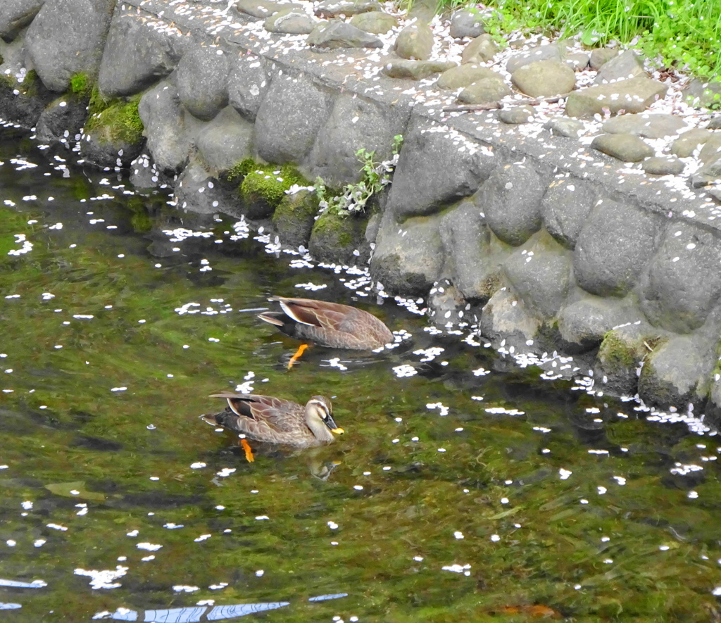 水鳥
