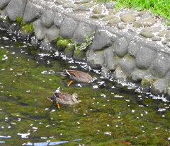水鳥