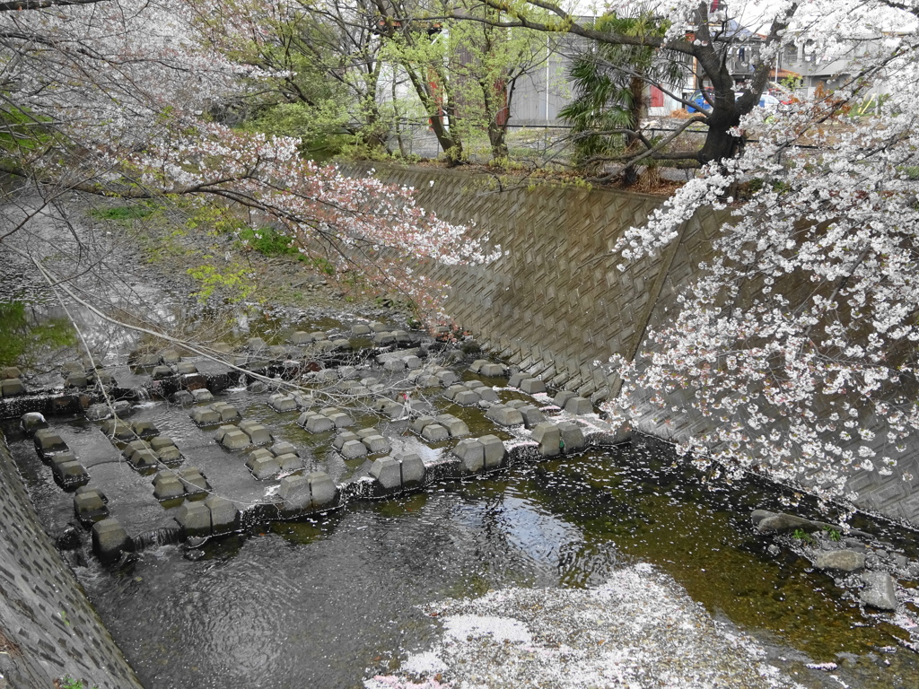 川桜