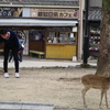 宮島の鹿