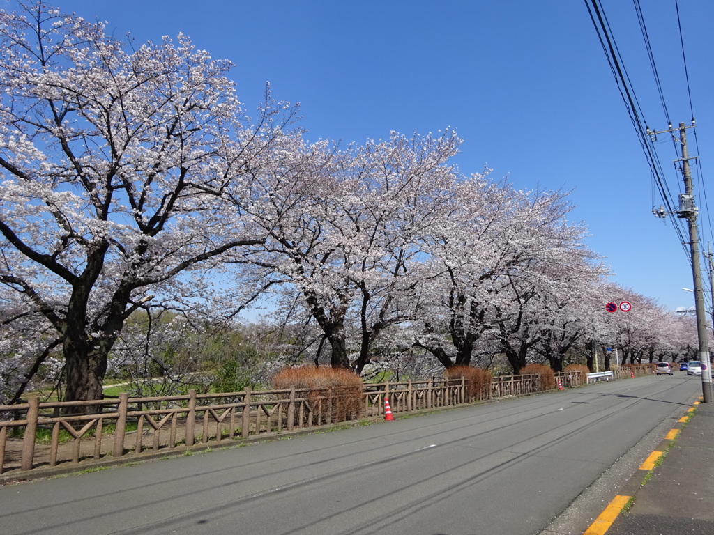 桜並木