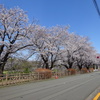 桜並木