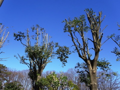 剪定された木