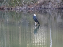 井の頭公園