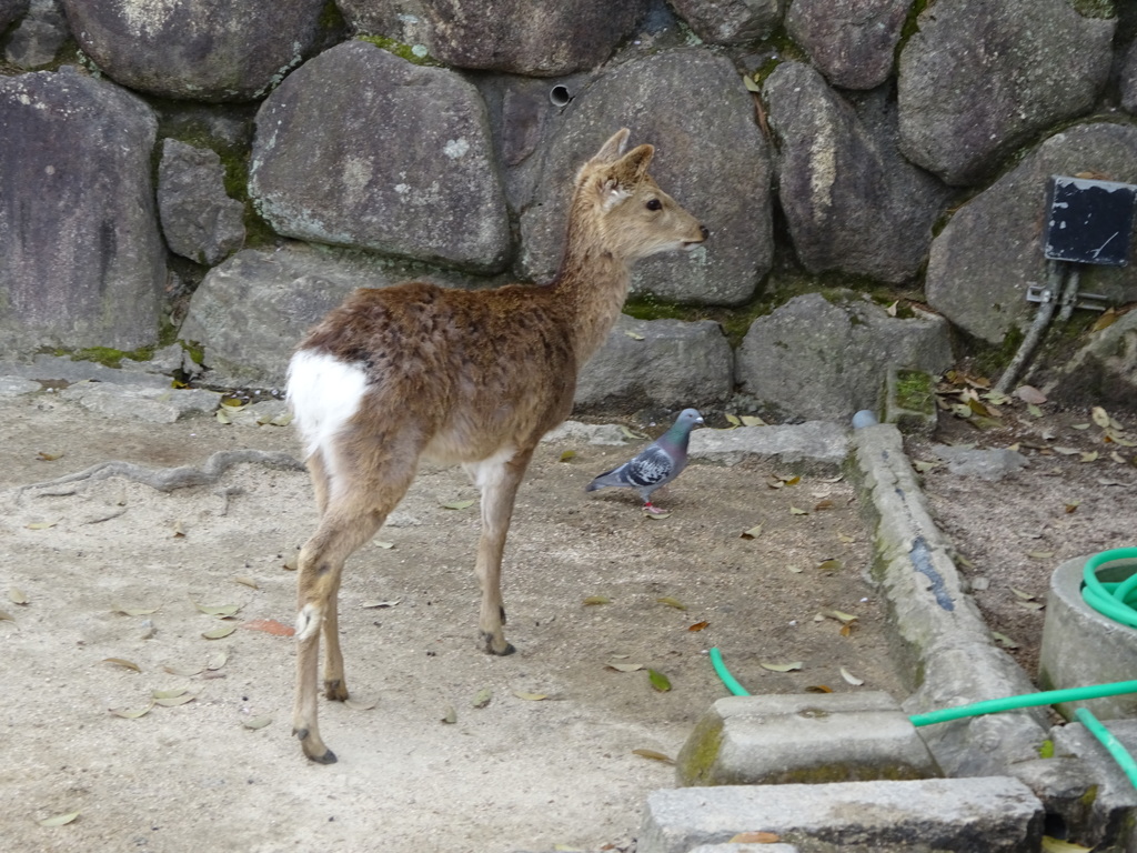 宮島の鹿