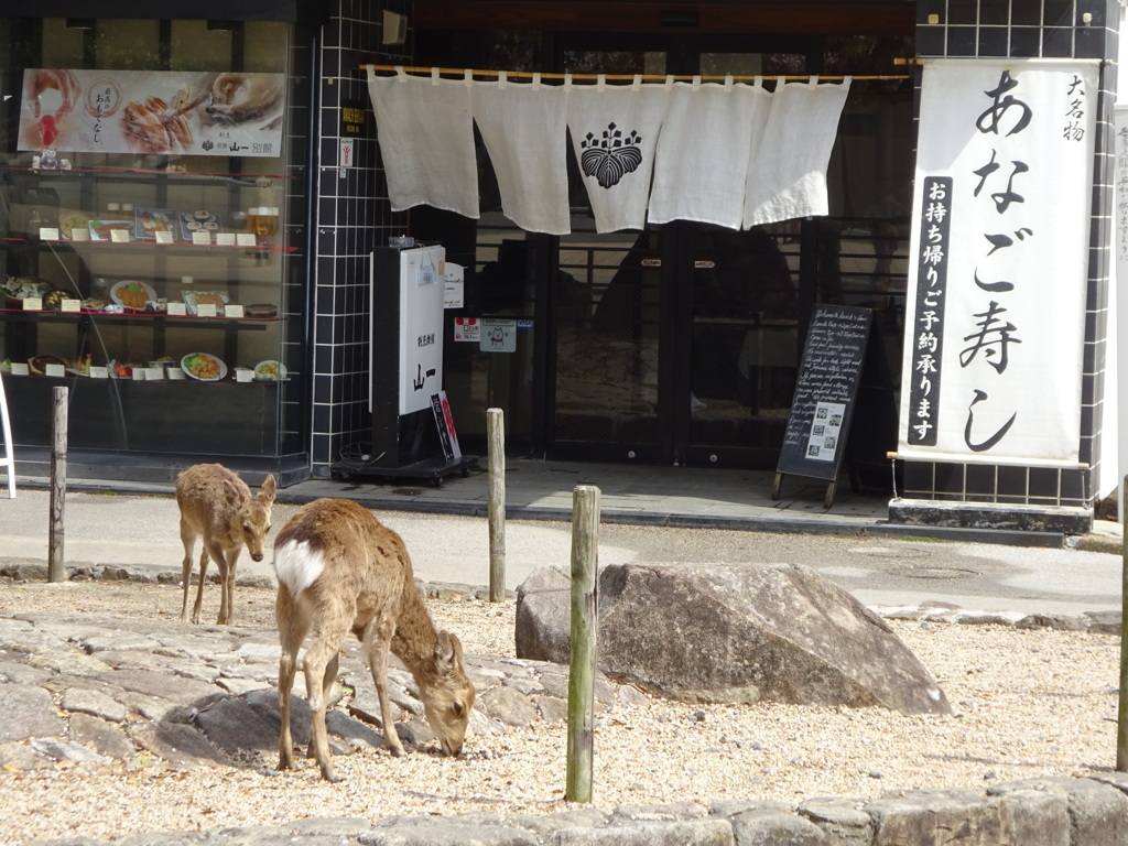 宮島の鹿