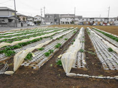 ホウレン草畑