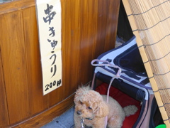 漬物店の看板犬