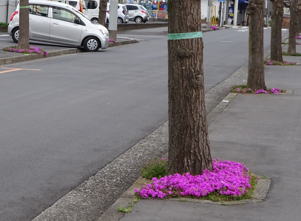 いちょうの根本の芝桜