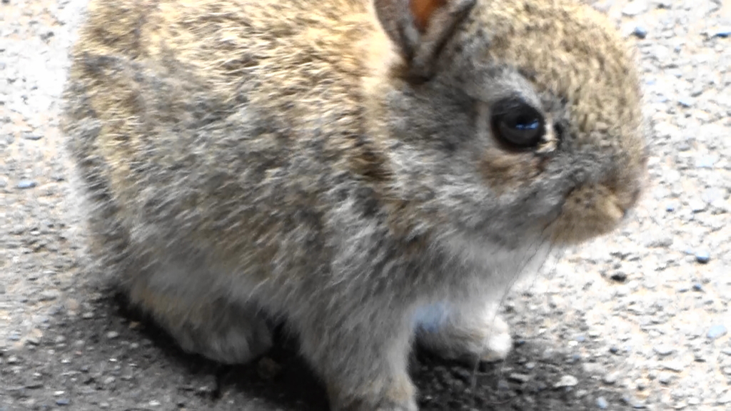 うさぎの森