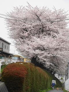 わんこと桜