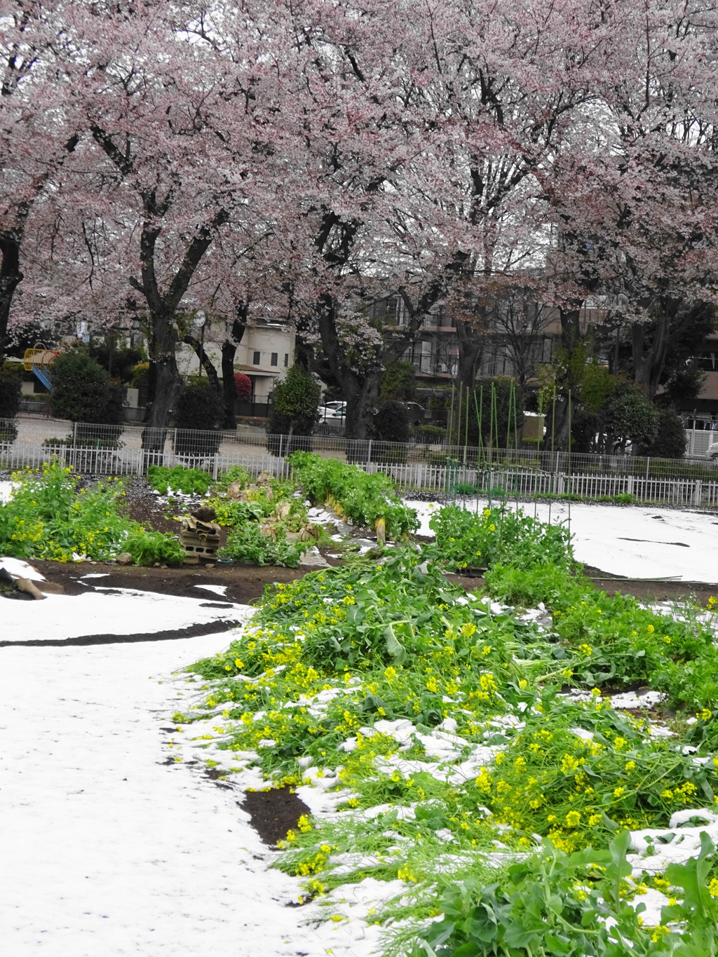 菜の花と雪