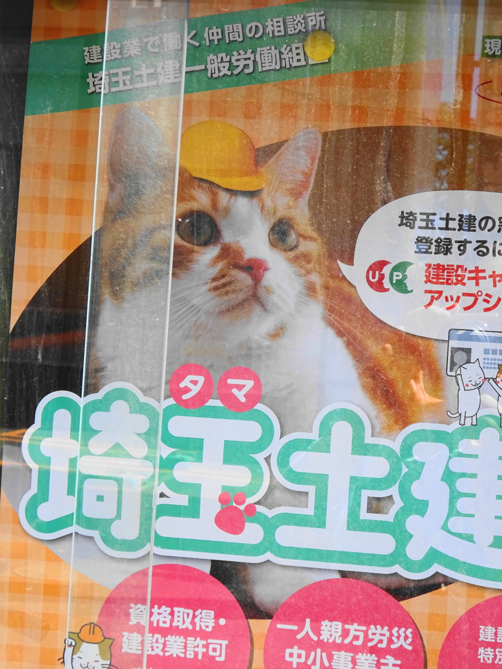 現場猫