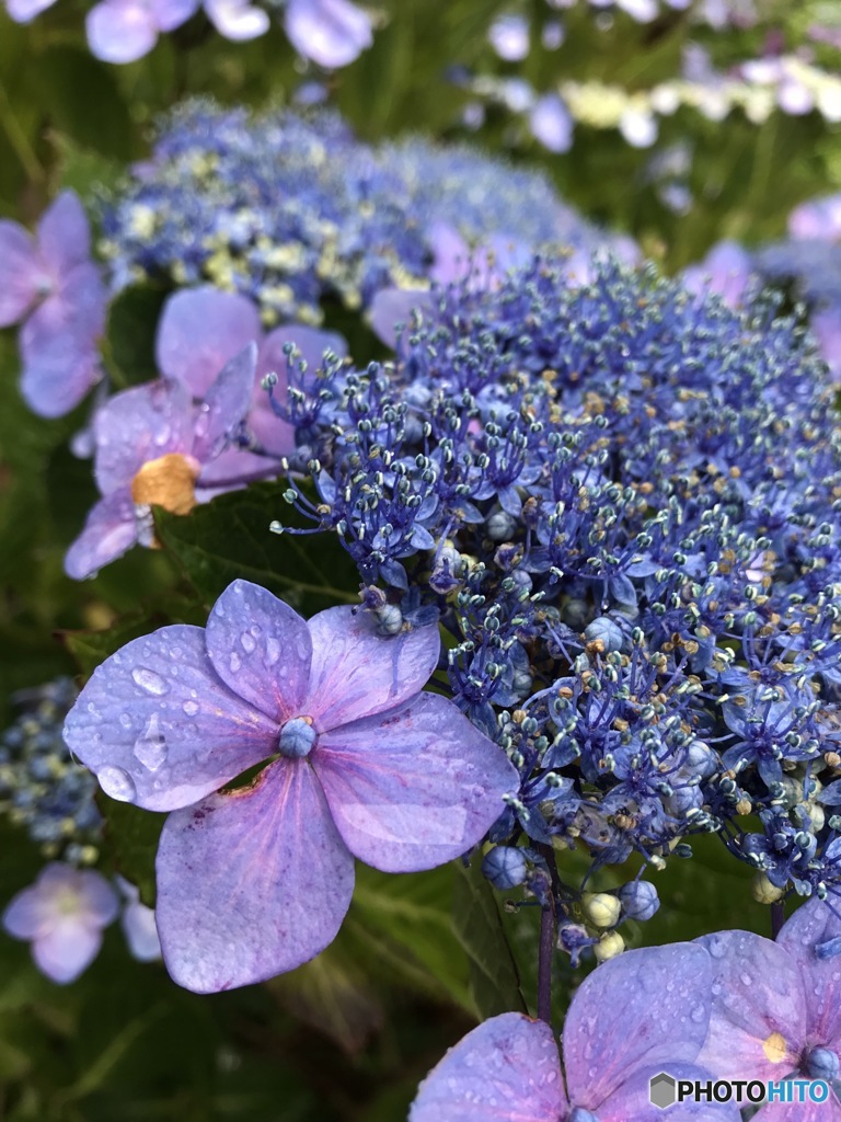 紫陽花