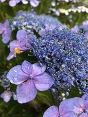 紫陽花