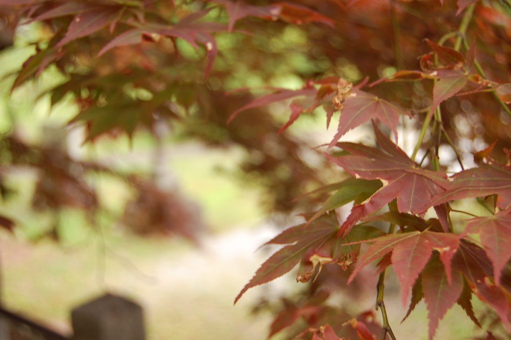 紅葉　神社その4