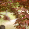 紅葉　神社その4