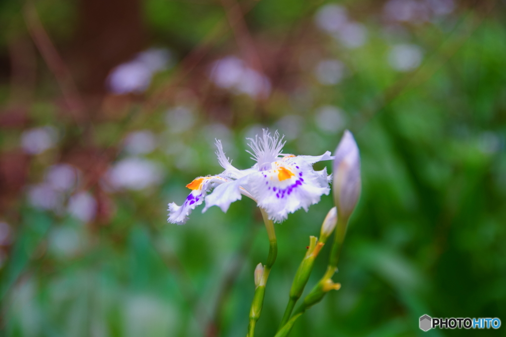 お花