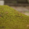 境内の苔　神社その3