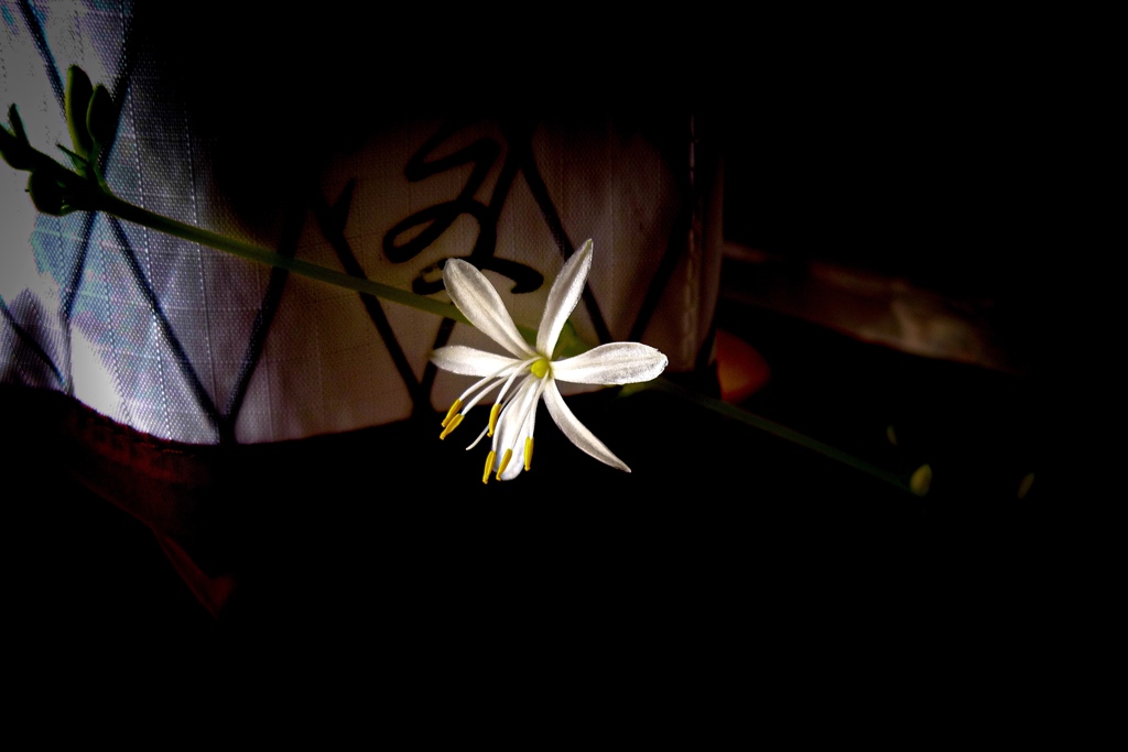 お花の行燈