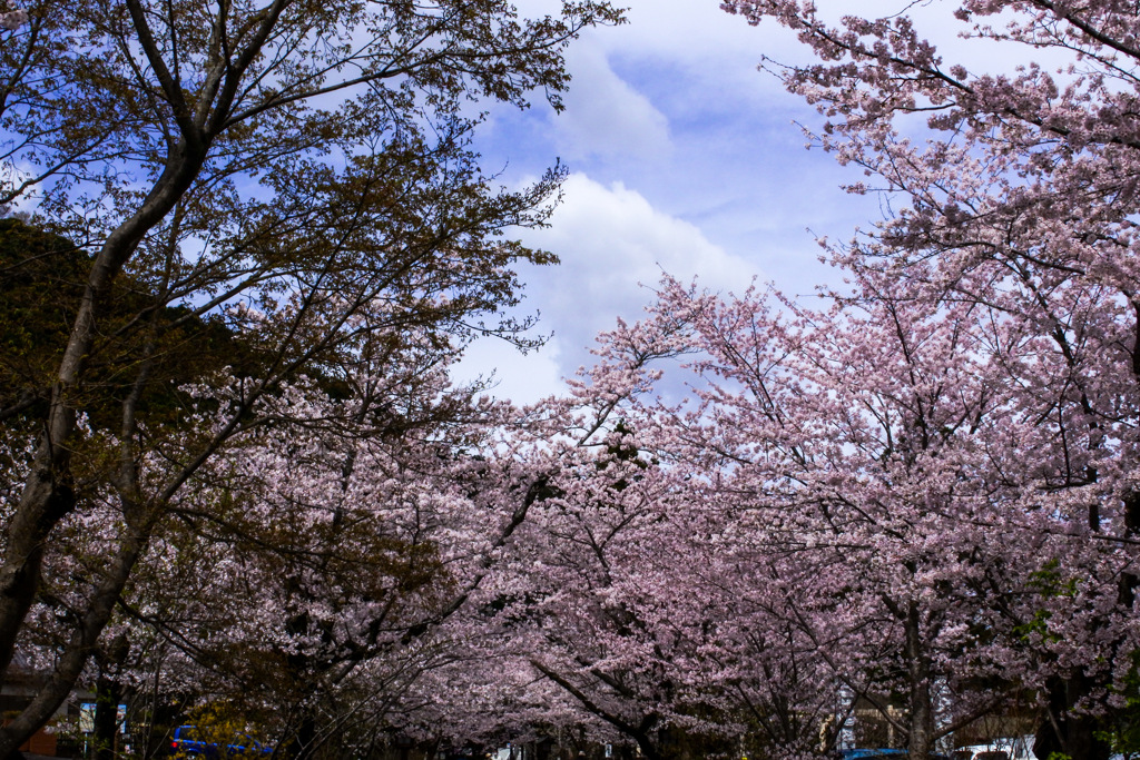 桜と富士山雲