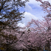 桜と富士山雲