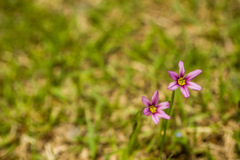 ピンク紫黄色の花　5/15その5
