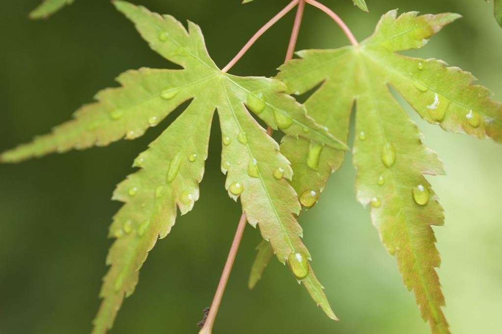 雨上がりの庭　その2